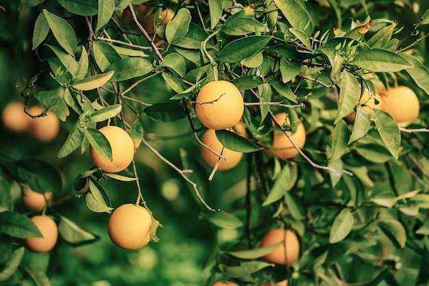 jardín de mandarina con frutas