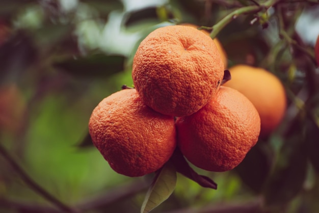 jardín de mandarina con frutas