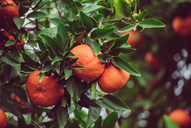 jardín de mandarina con frutas