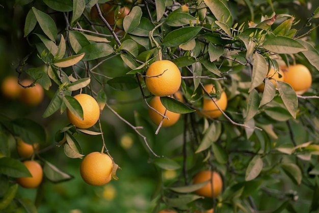 jardín de mandarina con frutas