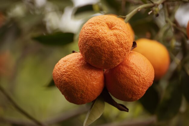 Jardín de mandarinas con hojas verdes y frutos maduros Huerto de mandarinas con cítricos maduros Fondo natural de alimentos al aire libre