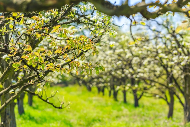 Jardín de manzana con árboles en flor.