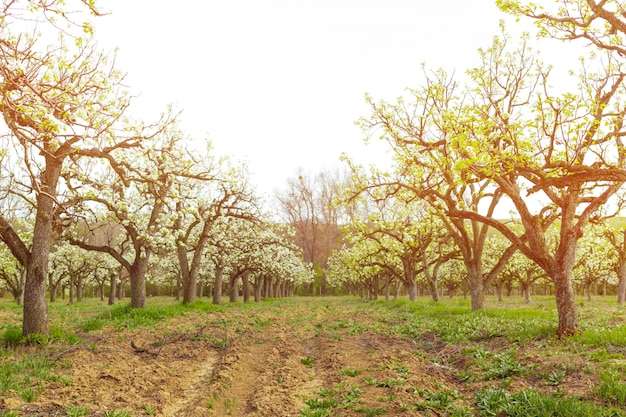 Jardín de manzana con árboles en flor.