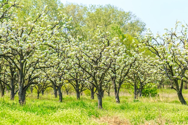 Jardín de manzana con árboles en flor.