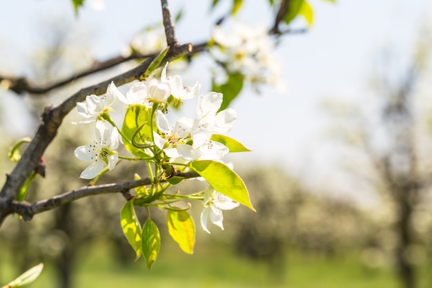 Jardín de manzanas con árboles florecientes