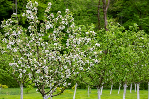 Jardín de manzanas en flor en el árbol Huerto de flores en primavera Fondo estacional