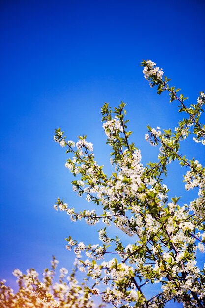 Jardín de manzanas en flor en el tiempo de primavera del árbol