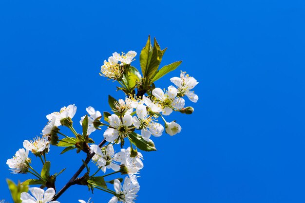 Jardín de manzanas en flor en el tiempo de primavera del árbol