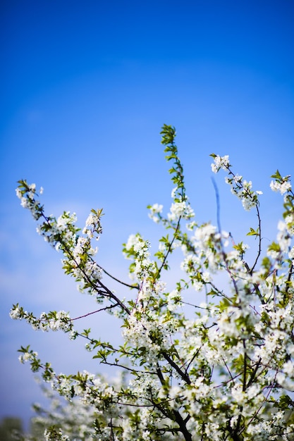 Jardín de manzanas en flor en el tiempo de primavera del árbol
