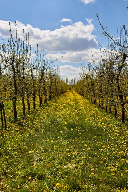 Jardín de manzanas jóvenes en primavera con un hermoso campo de dientes de león florecientes