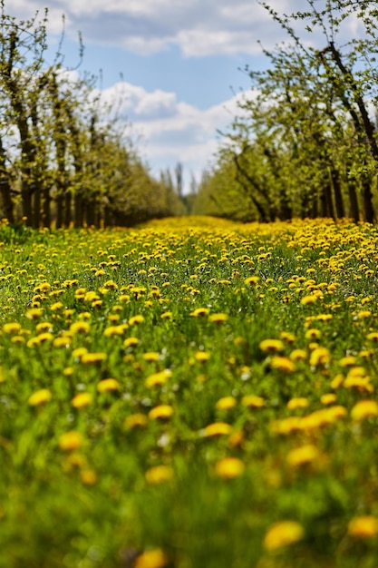 Jardín de manzanas jóvenes en primavera con un hermoso campo de dientes de león florecientes