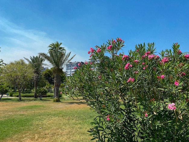 Jardín moderno en cubierta césped de hierba verde con árbol tropical