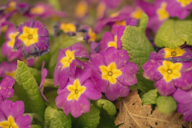 Foto jardín multicolor primula flores vista superior primrose primula vulgaris flor vivid pared viva de primula primrose flores multicolores