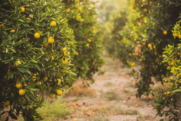 jardín de naranjas con frutas