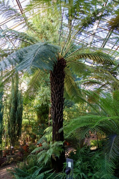 Jardín de naranjas de interior con temperatura tropical cálida y luz solar para el cultivo de palmeras