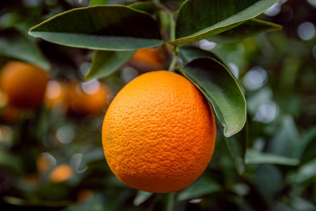 Jardín de naranjas y naranjas maduras en las ramas de los árboles