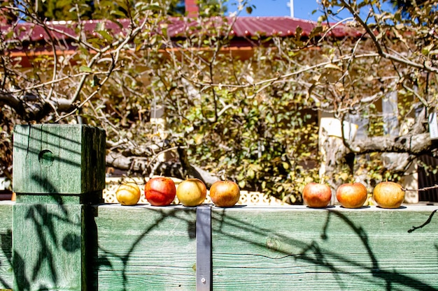 Foto jardín de naranjas