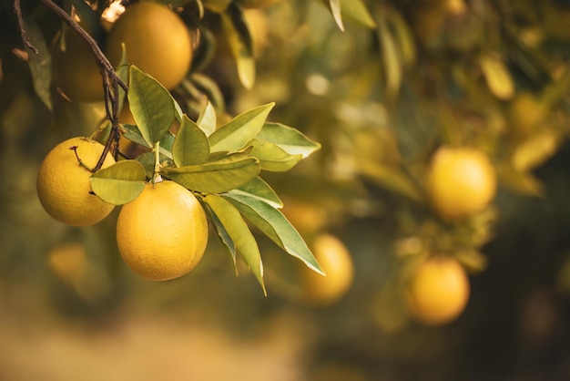 Jardín de naranjos con maduración de frutos de limón naranja en los árboles con hojas verdes, fondo natural y alimentario