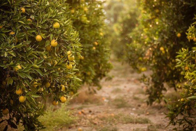 Jardín de naranjos con maduración de frutos de naranja en los árboles con hojas verdes, fondo natural y alimentario