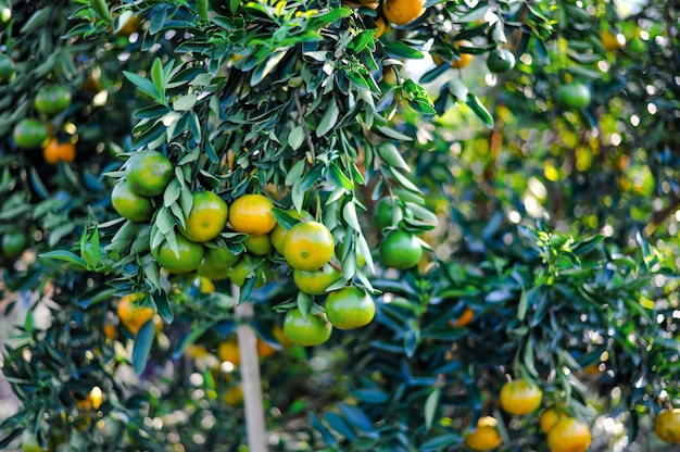 Jardín de naranjos con muchos huertos maduros.