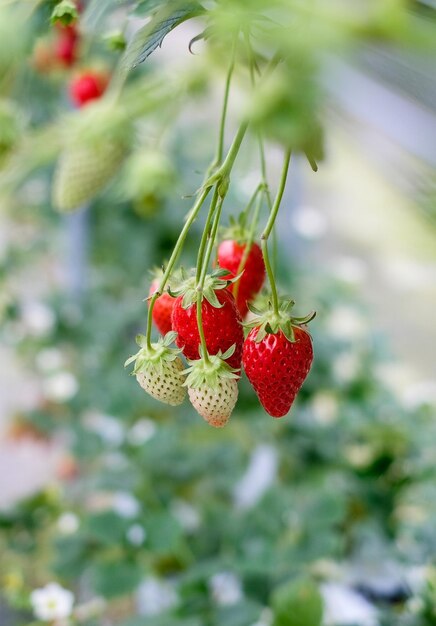 Foto jardín natural dulce de fresas en japón