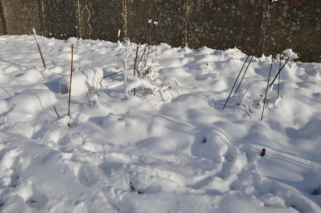 Jardín bajo la nieve en Bretaña