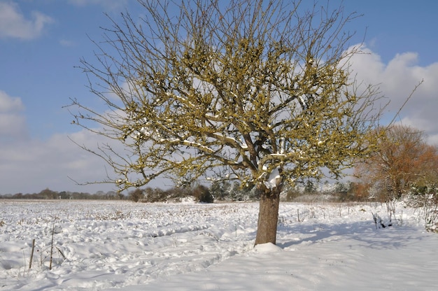 Jardín bajo la nieve en Bretaña