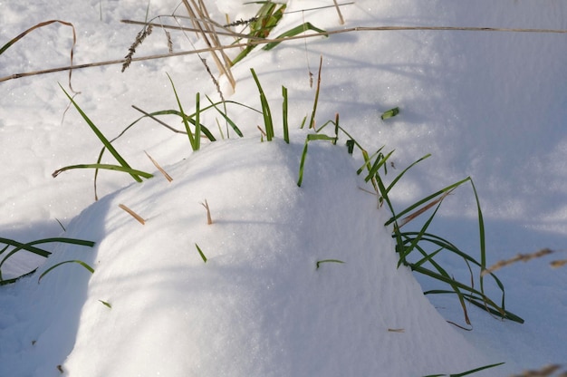 Jardín bajo la nieve en Bretaña