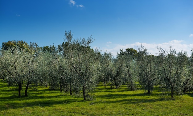 jardín de olivos