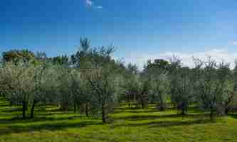 Foto jardín de olivos