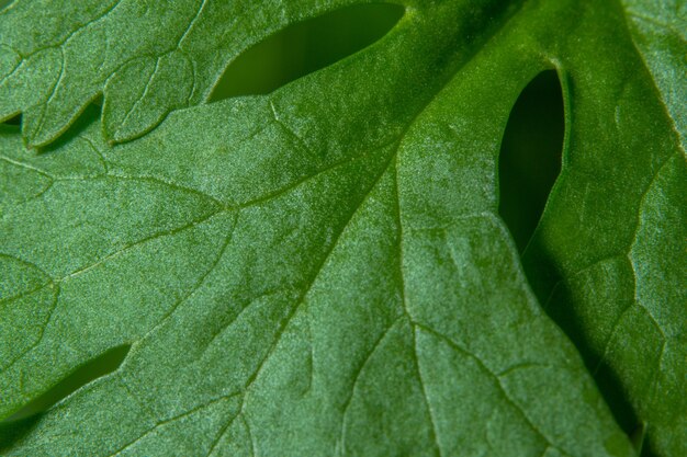 jardín orgánico abstracto naturaleza follaje macro