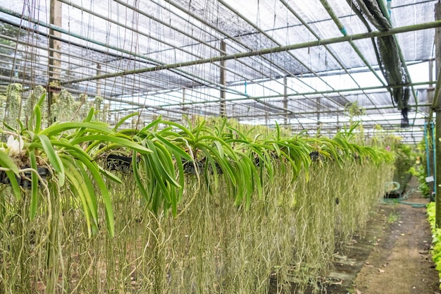 Jardín de orquídeas arreglar sombreado