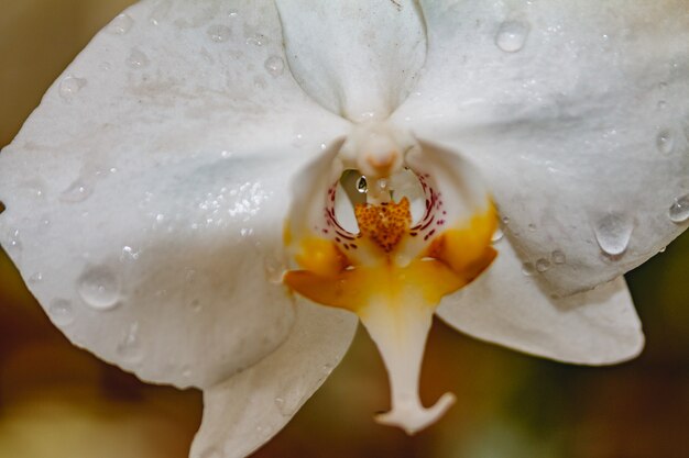 Jardín de orquídeas blancas en el rocío.