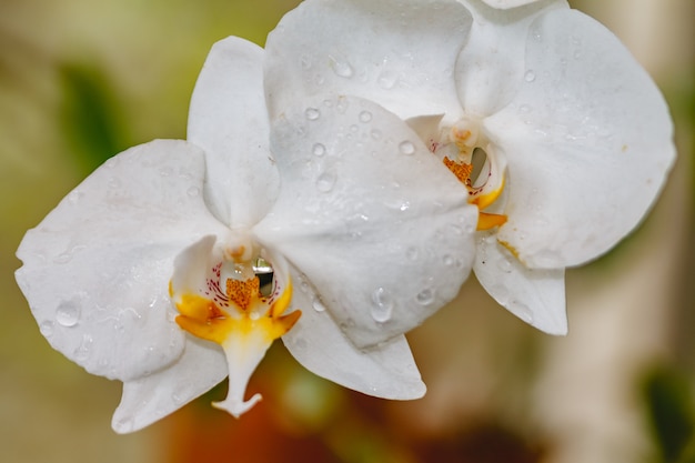 Jardín de orquídeas blancas en el rocío.