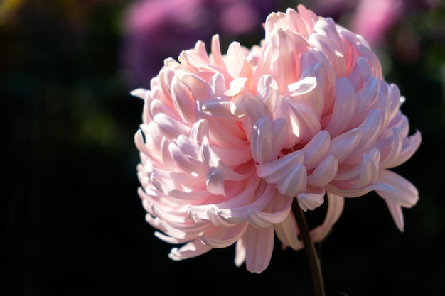 Jardín de otoño de crisantemos rosas