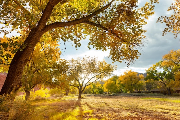 Foto jardín de otoño