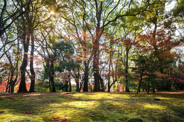 Jardin de otoño