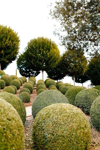 Foto jardín paisajístico con bolas de boj cerca en francia. esferas verdes.