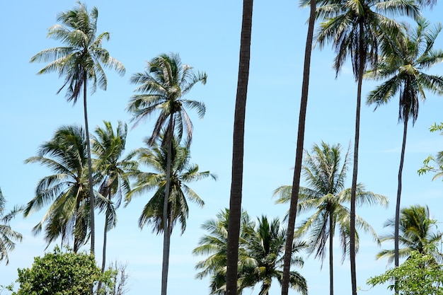 Jardín de palmeras de coco con nubes en el fondo del cielo azul