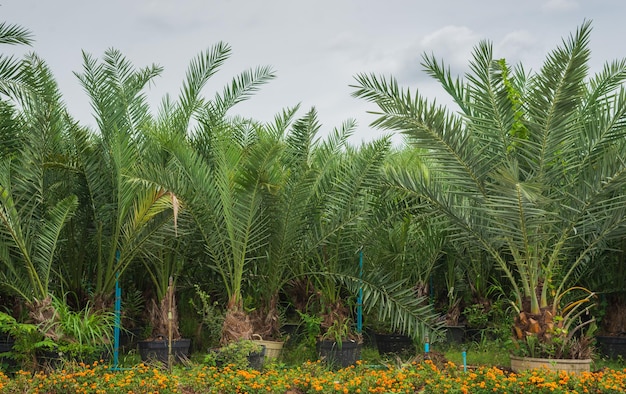 Foto jardín de palmeras datileras plantado en un jardín fértil