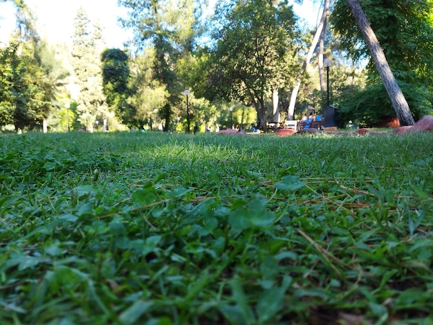 Jardín del parque verde