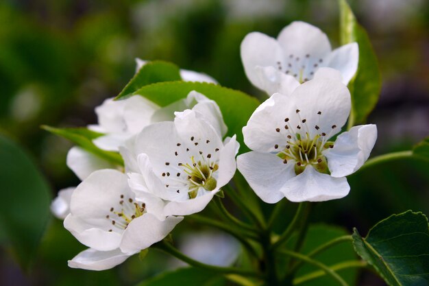 Jardín de pera de flores blancas.