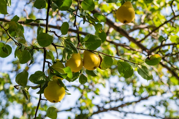 En el jardín, las peras amarillas cuelgan de la rama de un árbol Enfoque selectivo en una pera contra un telón de fondo de bokeh