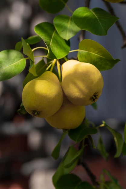 En el jardín, las peras maduran en la rama de un árbol Enfoque selectivo en una pera contra el telón de fondo de un hermoso bokeh