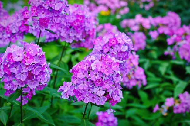 Jardín phlox púrpura (Phlox paniculata), vívidas flores de verano