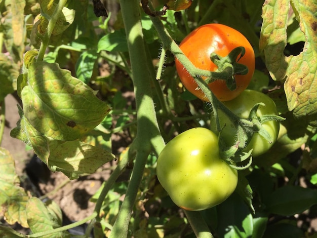 Jardín, planta, jardinería, tomate, cultivo, verde, vegetales, agricultura, naturaleza, patio, casa, comida,