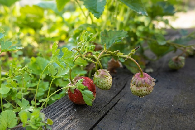 Jardín de plantas de fresa arbustos de fresa fresas en crecimiento en el jardín bayas verdes y follaje