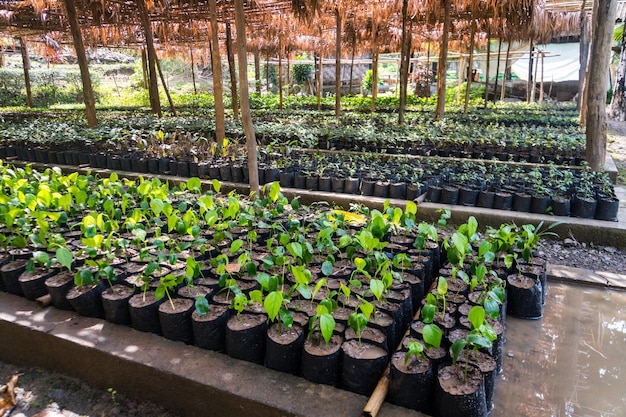 Jardín con plantas verdes bajo un dosel