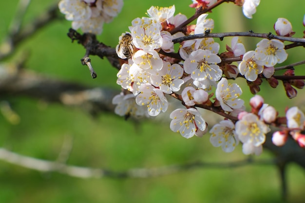 Jardín de primavera floreciente Ramita floreciente sobre un fondo de hierba verde