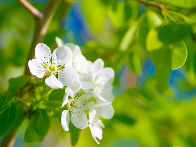 Jardín de primavera y flores de hojas de pera o ramas de árboles verdes y belleza de las plantas florales chinas o crecimiento natural Árbol blanco ambiente tranquilo y hojas de flores o verano zen y jardinería